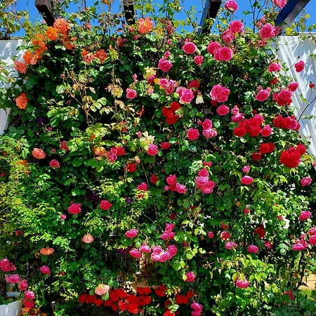 ゲストハウス Casa Ok By Ovo