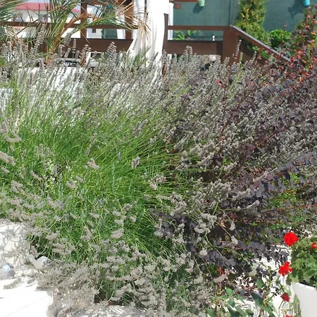 Casa Ok By Ovo Vama Veche